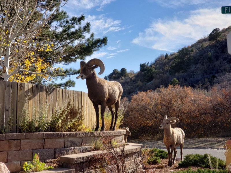 bighorn sheep in garden