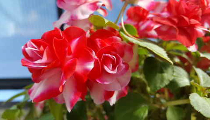 red and white striped begonia flowers