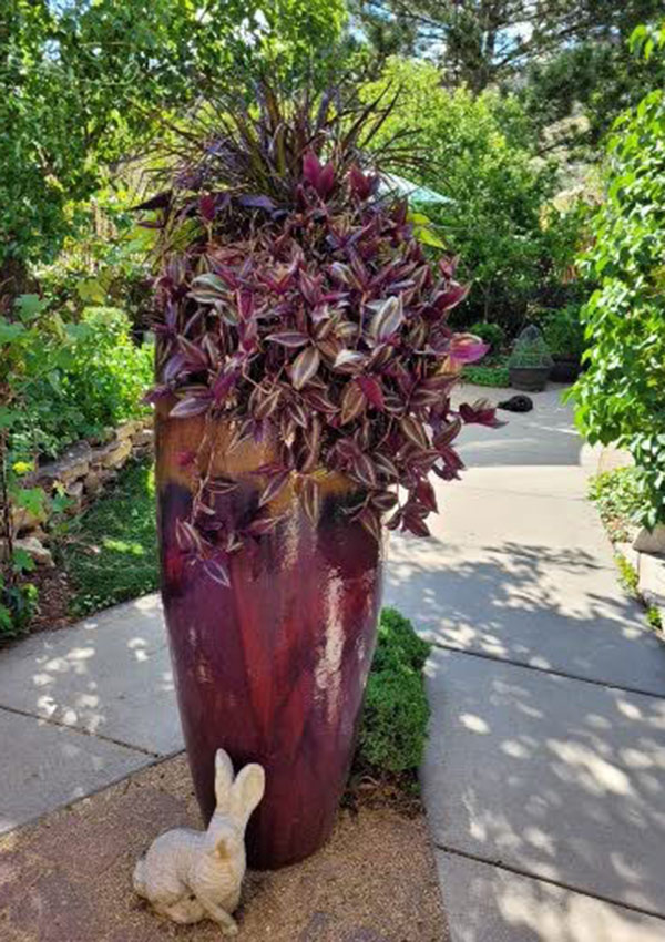 large, tall container with purple foliage planted