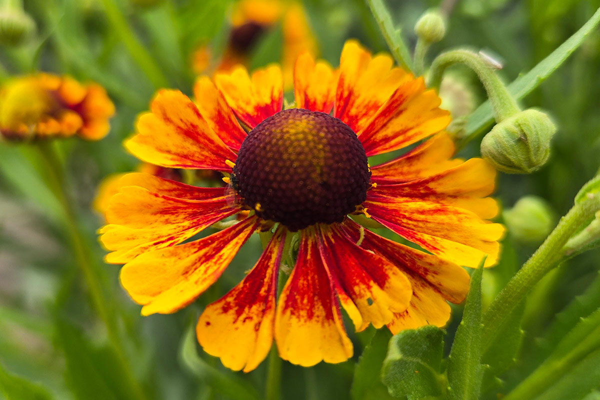close up of sneezeweed flower