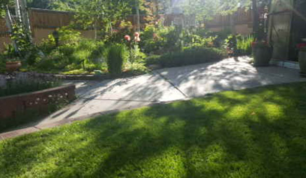 green lawn in garden