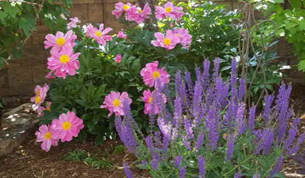 pink peonies with purple sage