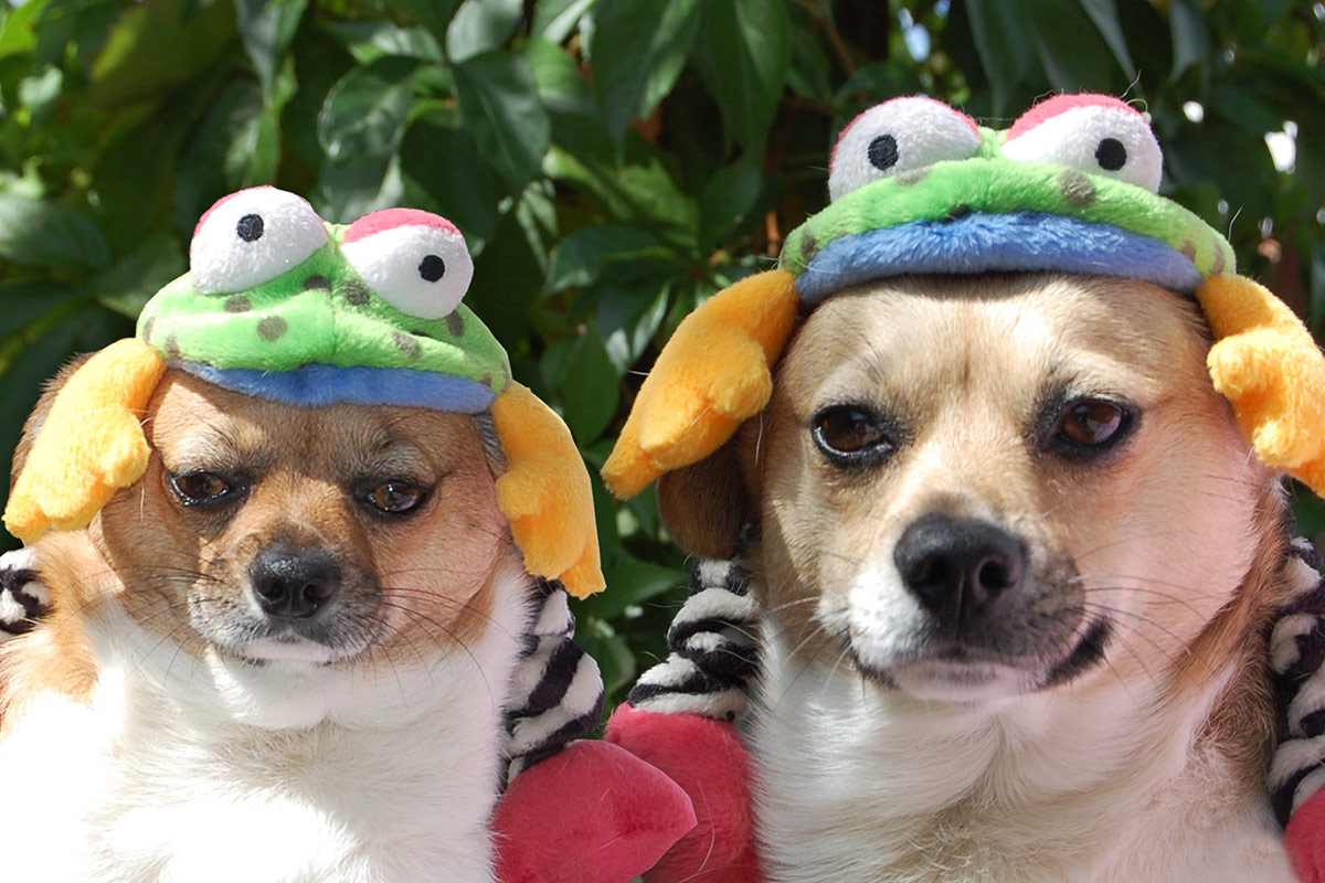 two dogs with silly hats on