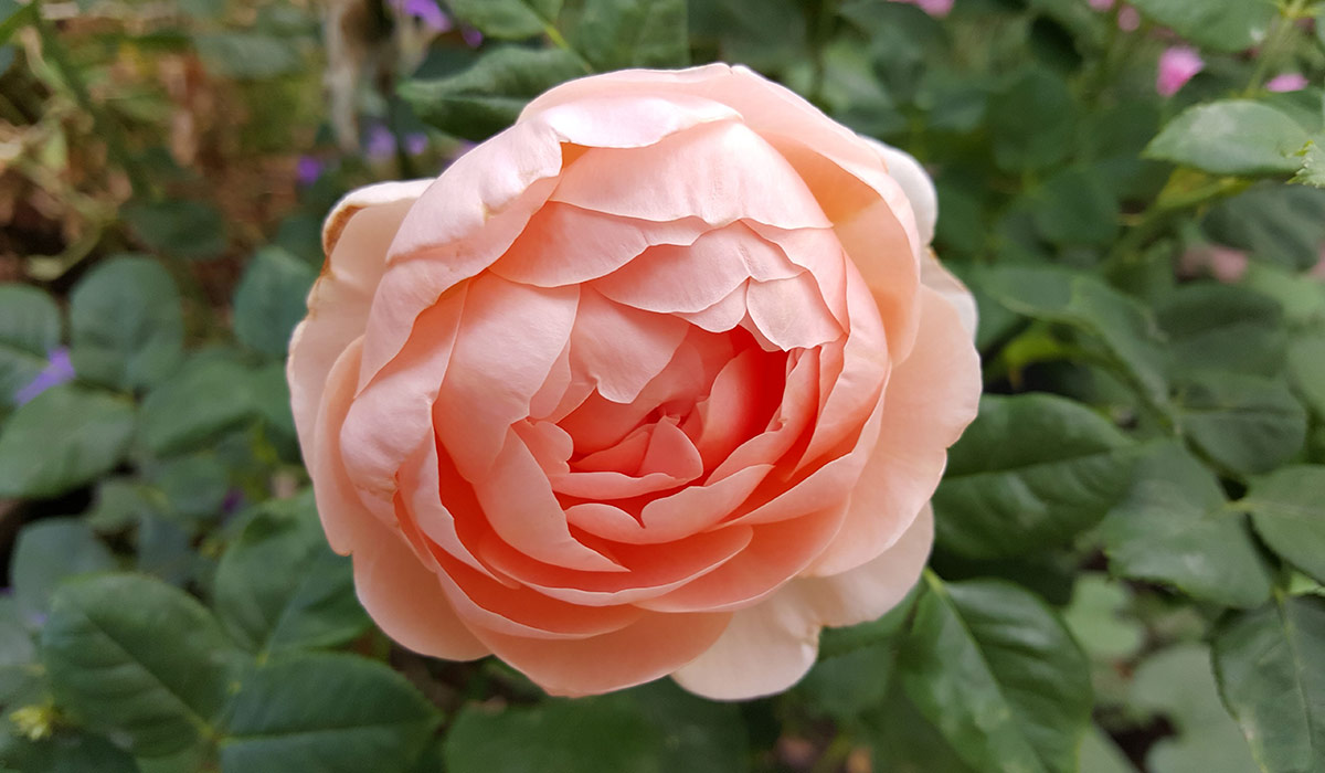 close up of peachy-pink rose