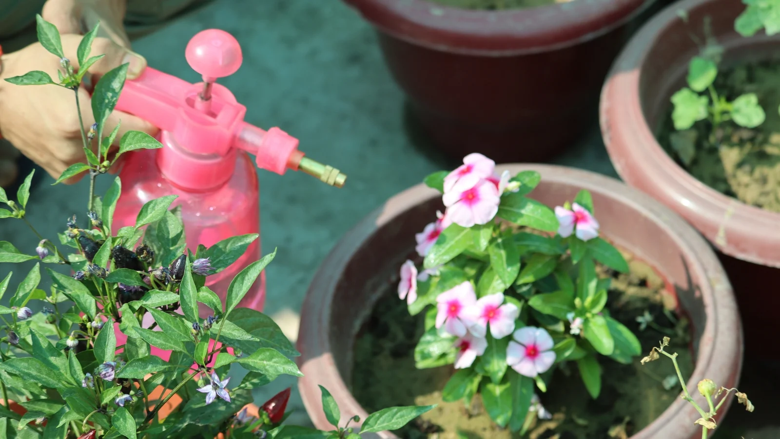 a person holds a pink plant sprayer amidst a lush collection of potted plants, all situated in a bright sunny area outdoors