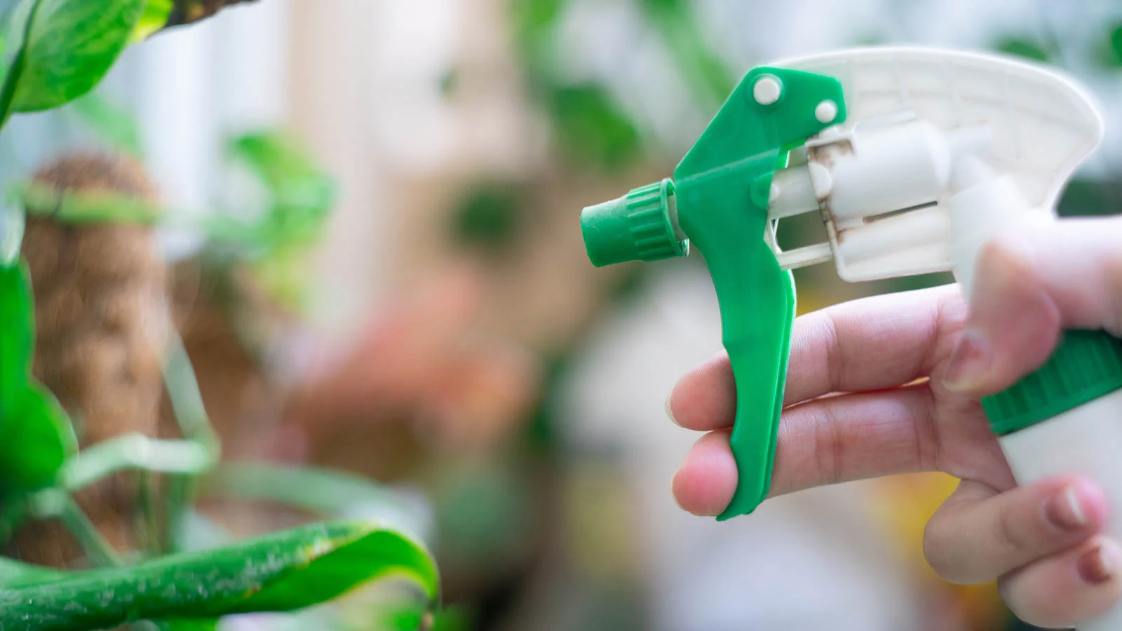 a shot of a person in the process of spraying liquid from a white an green spray bottle to leaves of developing foliage, in a well lit area outdoors