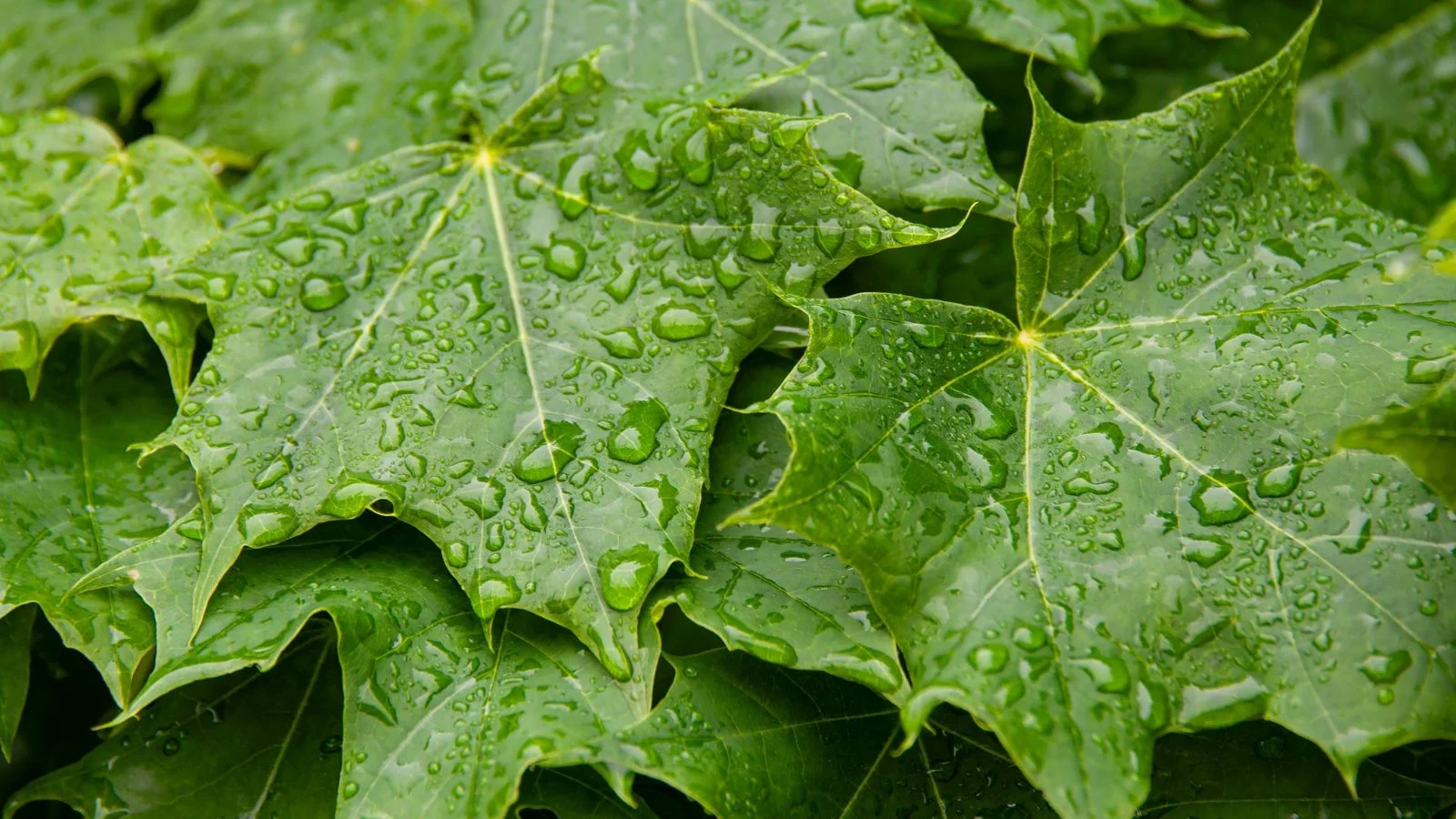 a close-up and overhead shot of a composition of large green leaves, covered in droplets of water
