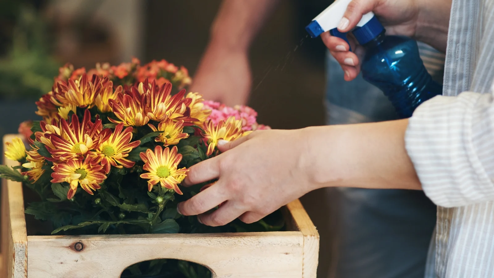 a shot of a person in the process of spraying liquid from a spray bottler to developing, vibrant, orange flowers, placed in a wooden container