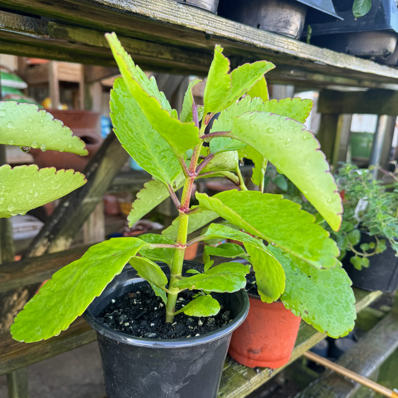 tropical sage and other delights 10 tropical sage and other delights