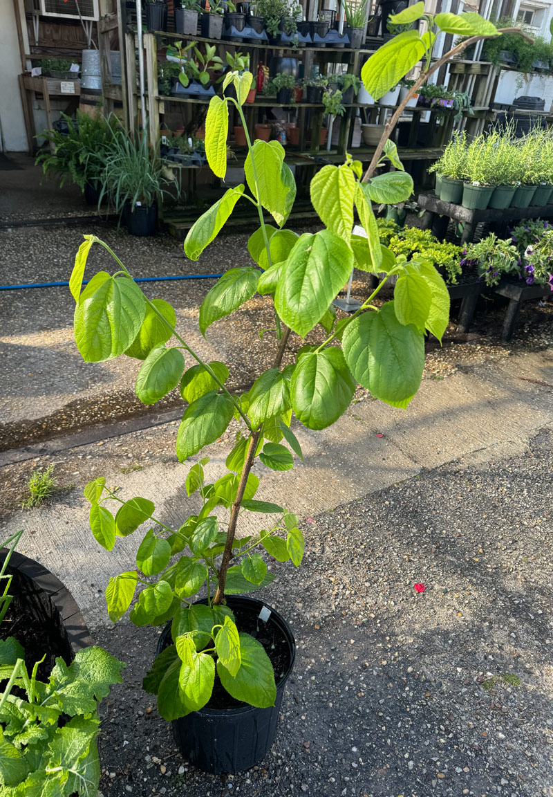 tropical sage and other delights 11 tropical sage and other delights