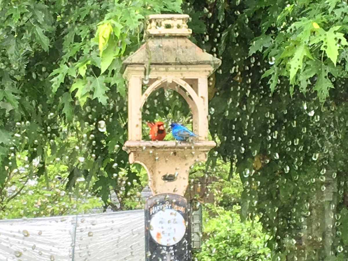 blue bird and cardinal in birdhouse