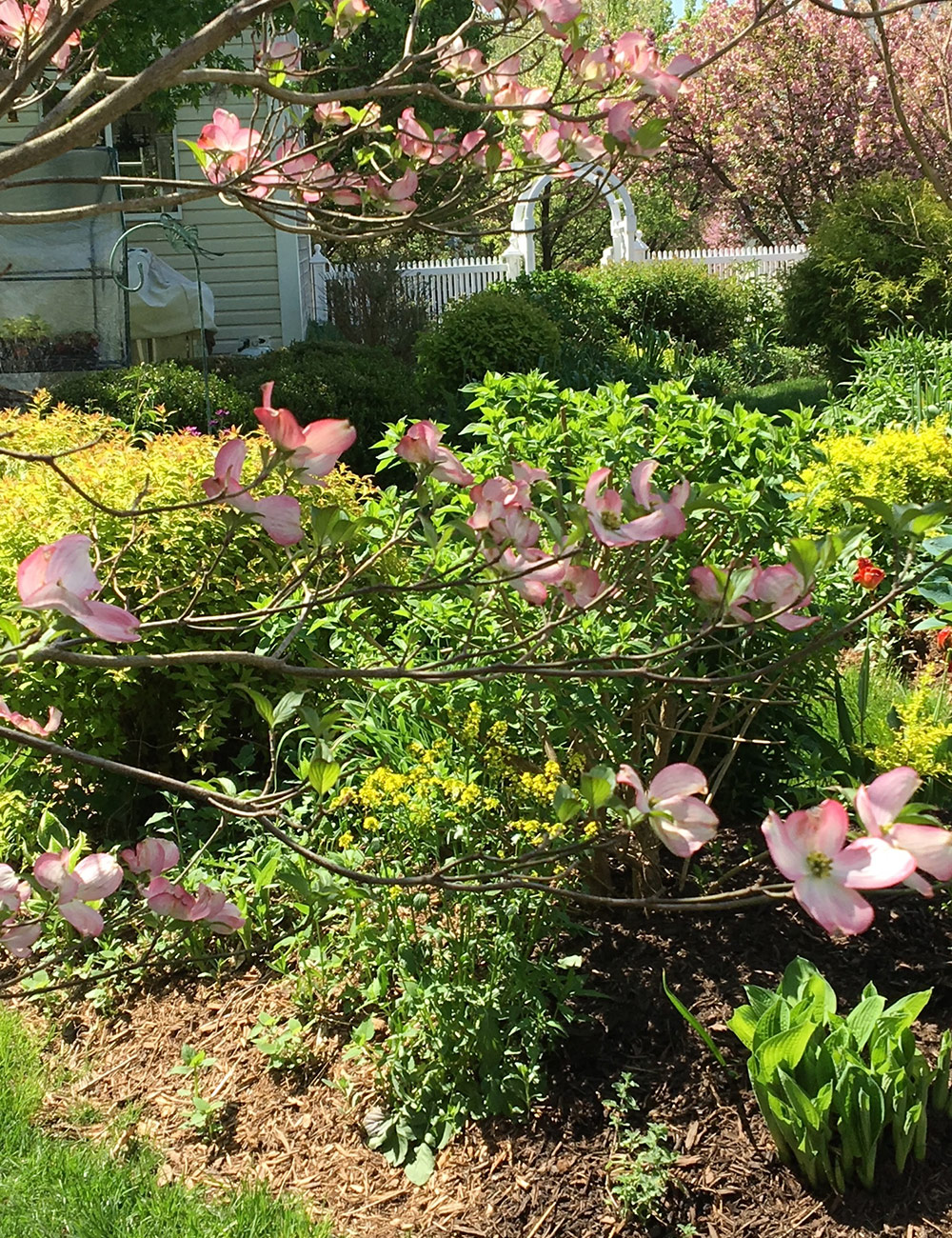 pink dogwood in bloom