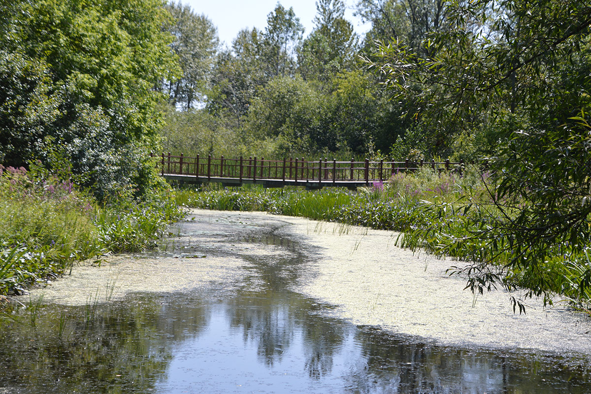 naturalistic garden pond