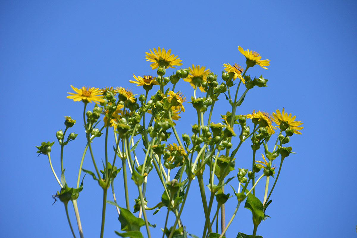 tall yellow flowers against blue sky