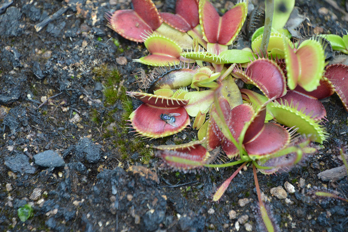close up of venus flytrap