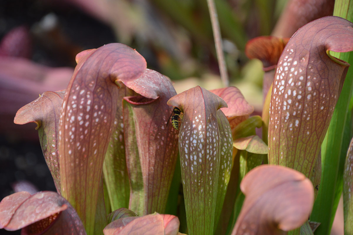 close up of pitcher plants