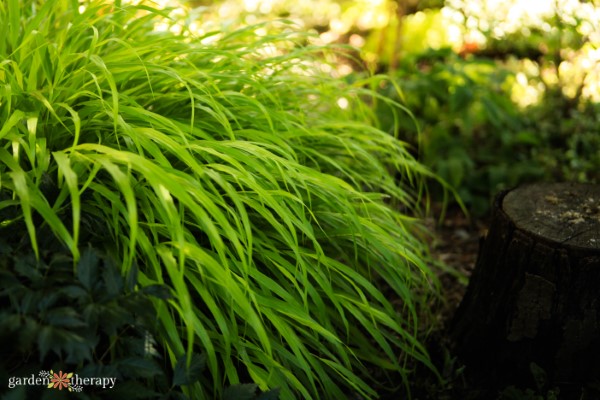 the 7 best perennials for shade gardens 5 japanese forest grass
