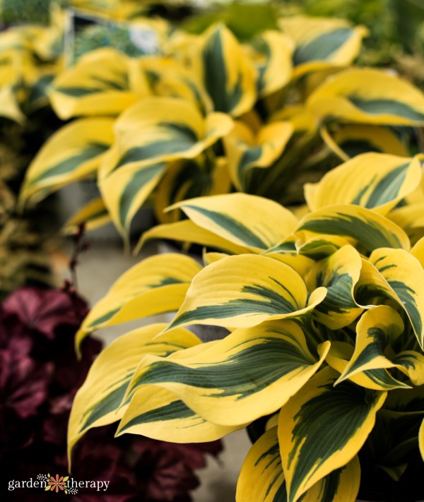 the 7 best perennials for shade gardens 3 golden hosta