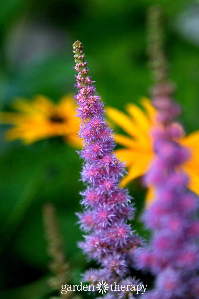 the 7 best perennials for shade gardens 4 for shade gardens