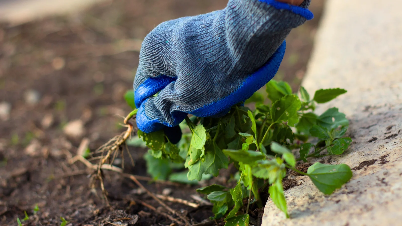 close-up of a gardener's hand in a blue-grey glove pulling a weed from a garden bed.