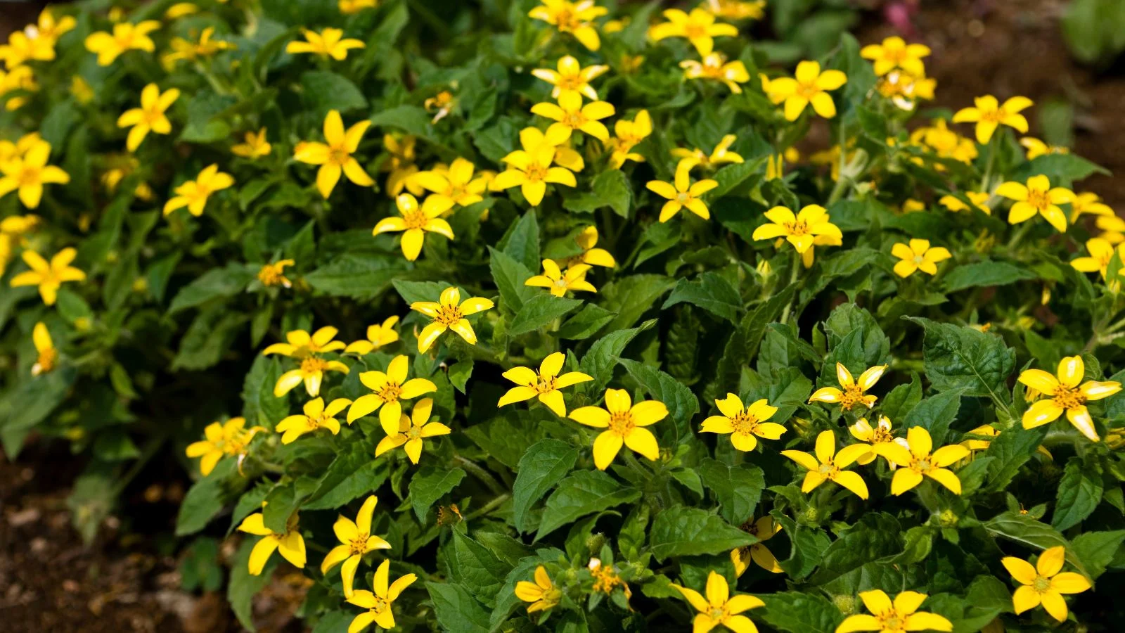 a close-up shot of a creeping ground cover perennial chrysogonum virginianum