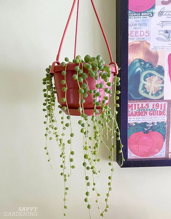 string of pearls in a hanging basket