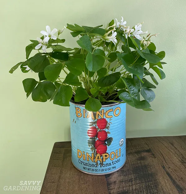 oxalis growing in a tomato tin