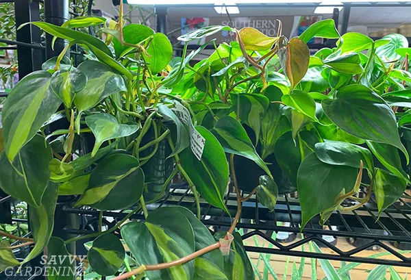 heart-leaf philodendron