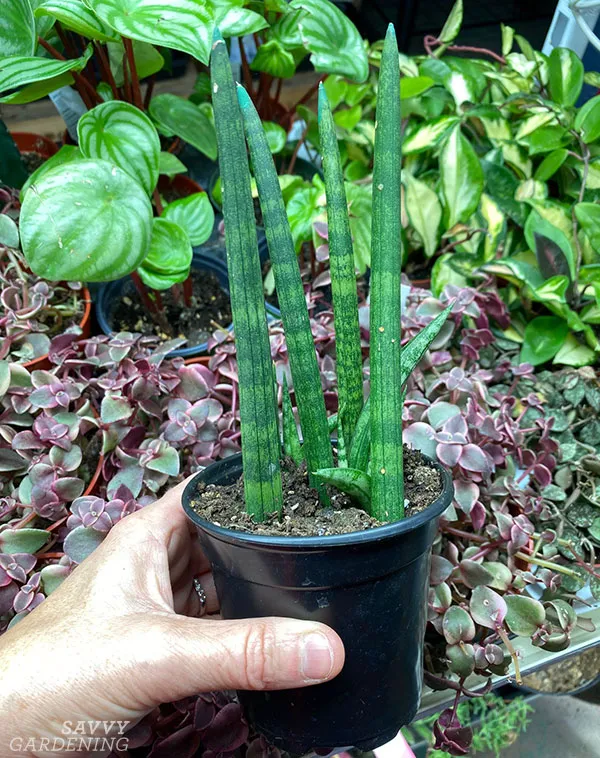 snake plant