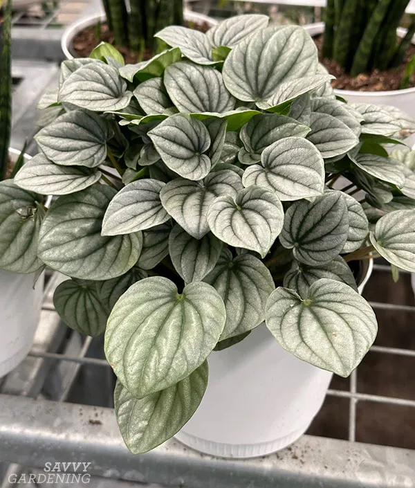 emerald ripple peperomia