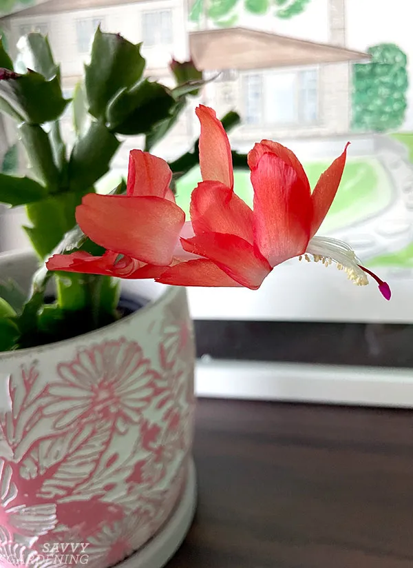 christmas cactus in bloom