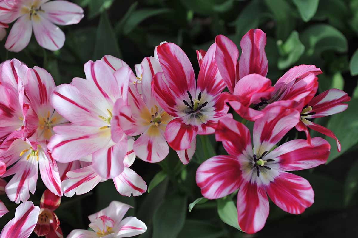 a close up horizontal image of the brightly colored 'flaming club' tulip flowers growing in the garden pictured on a soft focus background.