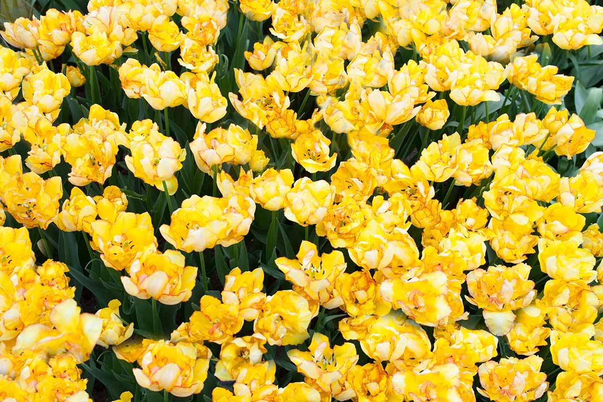a close up horizontal image of bright yellow 'aquila' tulips growing in the garden.