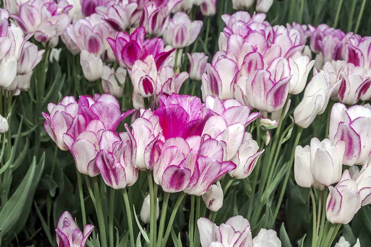 a close up horizontal image of white and purple bicolored tulip flowers growing in the garden.