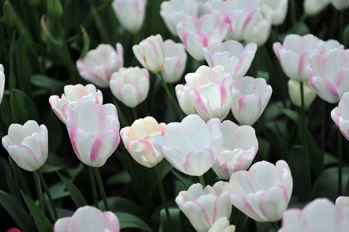 a close up horizontal image of pink and white tulipa 'graceland' flowers growing in the garden pictured on a soft focus background.