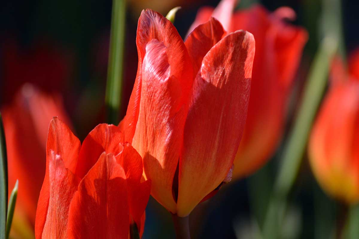 a close up horizontal image of red 'fusilier' tulip flowers pictured on a soft focus background.
