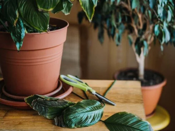 keep indoor plants thriving through the season • the garden glove