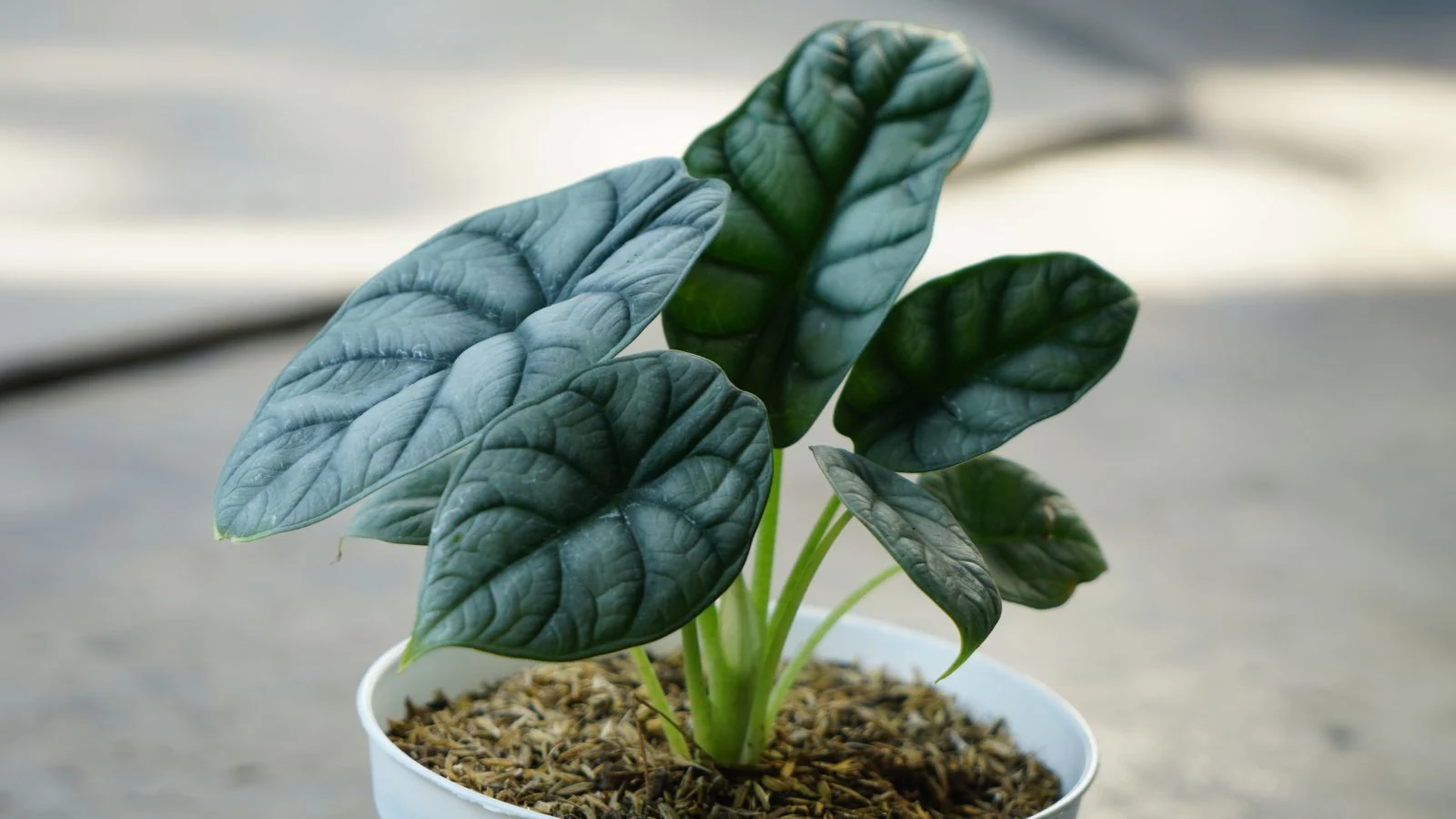 a close-up shot of a small composition of leaves, placed on a small pot filled with amended soil, all placed in a well lit area outdoors