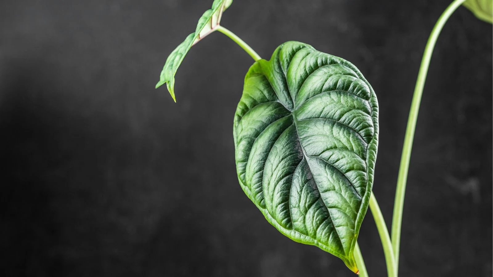 a close-up shot of several small developing dark-green leaves with a leathery appearance, all situated in a well lit area
