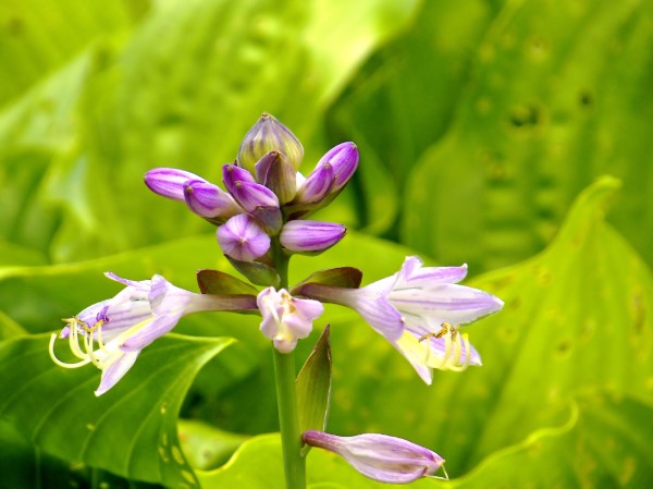 the essential guide to growing hostas, the shade garden beauty