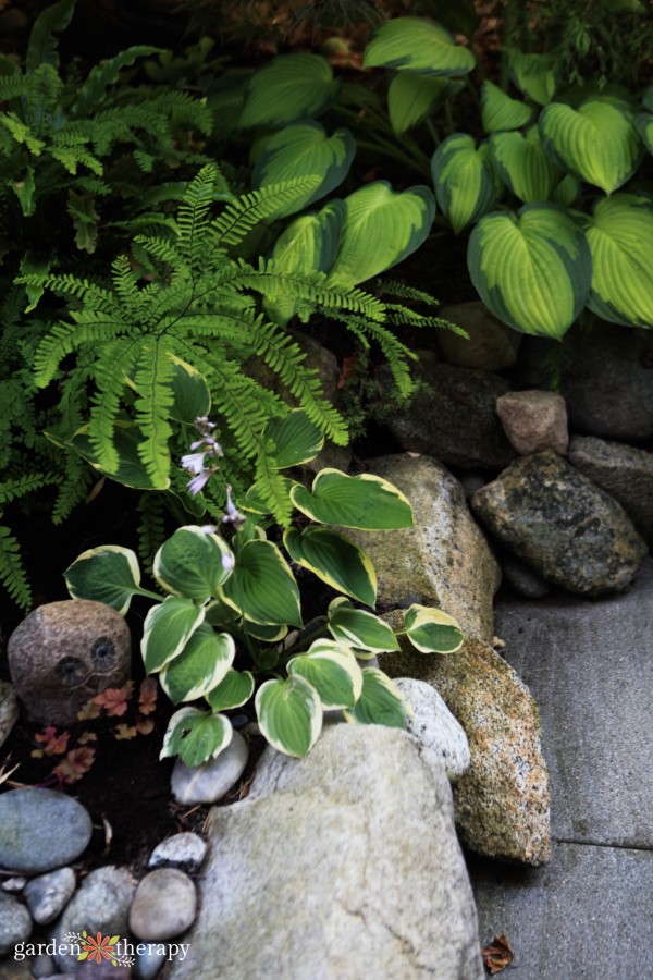 the essential guide to growing hostas, the shade garden beauty