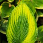The Essential Guide to Growing Hostas, the Shade Garden Beauty The Essential Guide to Growing Hostas, the Shade Garden Beauty