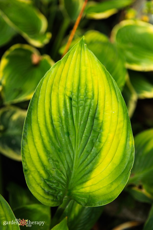 The Essential Guide to Growing Hostas, the Shade Garden Beauty