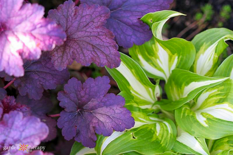 the essential guide to growing hostas, the shade garden beauty
