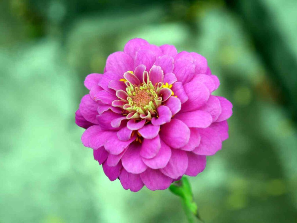 13 flower seeds to plant in march 2 seeds plant march