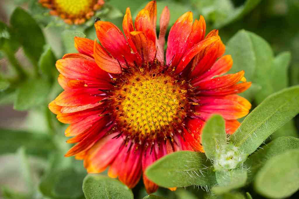 13 flower seeds to plant in march 9 seeds plant march