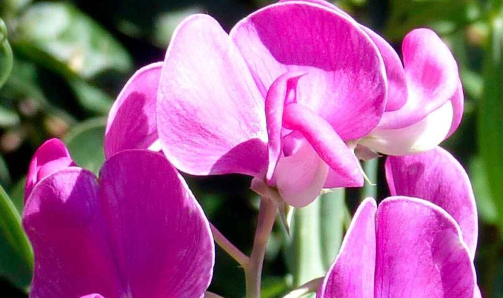 13 flower seeds to plant in march 7 sweet peas turning yellow