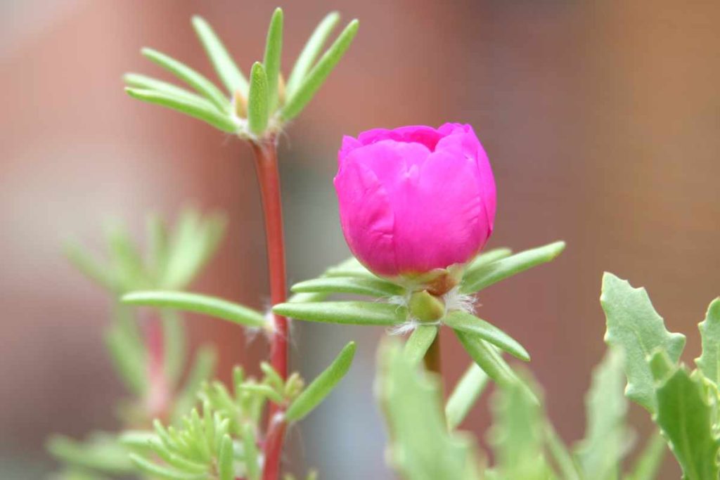 13 flower seeds to plant in march 10 moss-rose