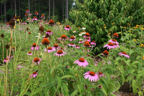 coneflower