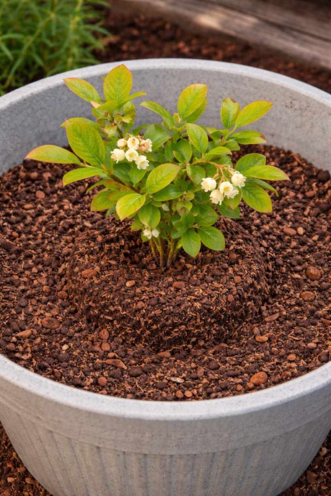 19 tips to grow blueberries in spring 7 19 tips to grow blueberries in spring